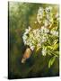 Garden Life-Bruce Nawrocke-Stretched Canvas