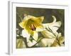 Garden Lilies-George Johnson-Framed Photographic Print