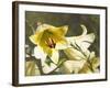 Garden Lilies-George Johnson-Framed Photographic Print