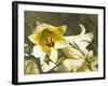 Garden Lilies-George Johnson-Framed Photographic Print