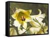 Garden Lilies-George Johnson-Framed Stretched Canvas