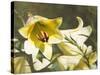 Garden Lilies-George Johnson-Stretched Canvas