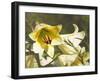 Garden Lilies-George Johnson-Framed Photographic Print