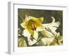 Garden Lilies-George Johnson-Framed Photographic Print