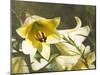 Garden Lilies-George Johnson-Mounted Photographic Print