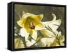 Garden Lilies-George Johnson-Framed Stretched Canvas