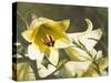 Garden Lilies-George Johnson-Stretched Canvas