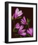 Garden, maroon pink Magnolia-null-Framed Art Print