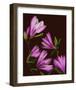 Garden, maroon pink Magnolia-null-Framed Art Print