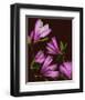 Garden, maroon pink Magnolia-null-Framed Art Print