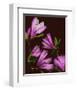 Garden, maroon pink Magnolia-null-Framed Art Print