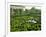 Garden Maze, Portugal, Europe-Westwater Nedra-Framed Photographic Print