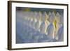 Garden of Buddahs II-Kathy Mahan-Framed Photographic Print