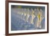 Garden of Buddahs II-Kathy Mahan-Framed Photographic Print