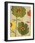 Garden of Delights I-Liz Jardine-Framed Art Print