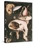 Garden of Earthly Delights-Hieronymus Bosch-Stretched Canvas