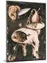 Garden of Earthly Delights-Hieronymus Bosch-Mounted Art Print