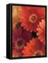 Garden of Gerberas II-Albena Hristova-Framed Stretched Canvas