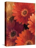 Garden of Gerberas II-Albena Hristova-Stretched Canvas