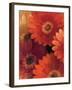 Garden of Gerberas II-Albena Hristova-Framed Art Print