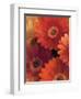 Garden of Gerberas II-Albena Hristova-Framed Art Print