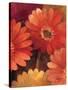 Garden of Gerberas III-Albena Hristova-Stretched Canvas