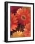 Garden of Gerberas III-Albena Hristova-Framed Art Print