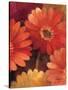 Garden of Gerberas III-Albena Hristova-Stretched Canvas