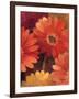 Garden of Gerberas III-Albena Hristova-Framed Art Print