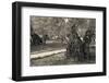 Garden of Gethsemane, Mount of Olives, Jerusalem, Israel-null-Framed Photographic Print