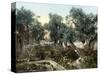 Garden Of Gethsemane-null-Stretched Canvas