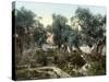 Garden Of Gethsemane-null-Stretched Canvas