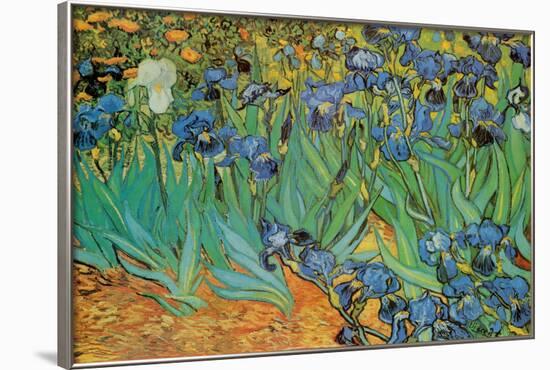 Garden of Irises (Les Irises, Saint-Remy), c. 1889-Vincent van Gogh-Framed Poster