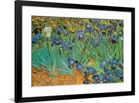 Garden of Irises (Les Irises, Saint-Remy), c. 1889-Vincent van Gogh-Framed Poster