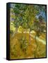 Garden of St. Paul's Hospital, 1889-Vincent van Gogh-Framed Stretched Canvas