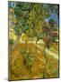 Garden of St. Paul's Hospital, 1889-Vincent van Gogh-Mounted Giclee Print