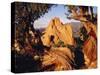 Garden of the Gods CO USA-null-Stretched Canvas