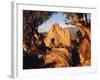 Garden of the Gods CO USA-null-Framed Photographic Print