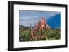 Garden of the Gods-rowephoto-Framed Photographic Print