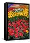 Garden of Tulips.-protechpr-Framed Stretched Canvas