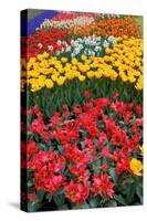 Garden of Tulips.-protechpr-Stretched Canvas