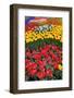 Garden of Tulips.-protechpr-Framed Photographic Print