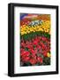 Garden of Tulips.-protechpr-Framed Photographic Print