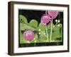 Garden of Whimsical Flowers II-Maureen Lisa Costello-Framed Giclee Print