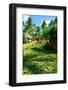 Garden on Bora Bora-Daniel Garcia Toro-Framed Photographic Print