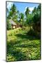 Garden on Bora Bora-Daniel Garcia Toro-Mounted Photographic Print