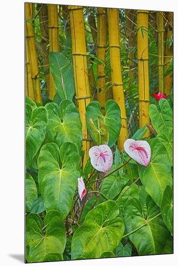 Garden on the Island of Maui with Pink Anthurium, Yellow Bamboo, and Philodendron Plants-Terry Eggers-Mounted Premium Photographic Print