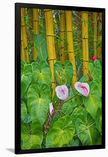 Garden on the Island of Maui with Pink Anthurium, Yellow Bamboo, and Philodendron Plants-Terry Eggers-Framed Photographic Print