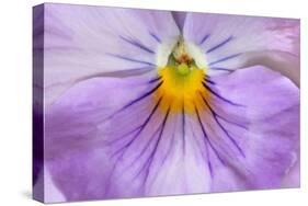 Garden Pansy Detail of a Lilac and Yellow Coloured-null-Stretched Canvas