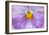 Garden Pansy Detail of a Lilac and Yellow Coloured-null-Framed Photographic Print